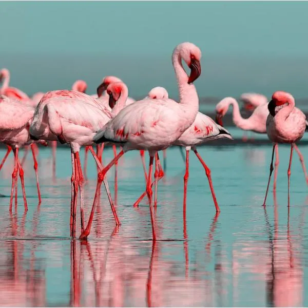 Les Flamants roses, hotel v destinaci Chateaubriant