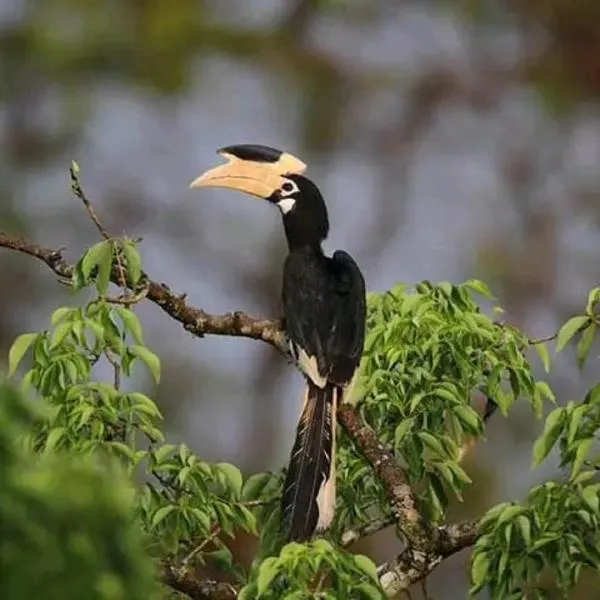 Sigiri Birds Hostel, hotel v destinaci Sigiriya