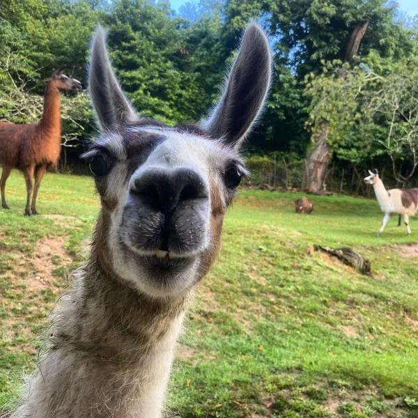 The Llama Farm France, hotel v destinácii Saint-Cyr-les-Champagnes