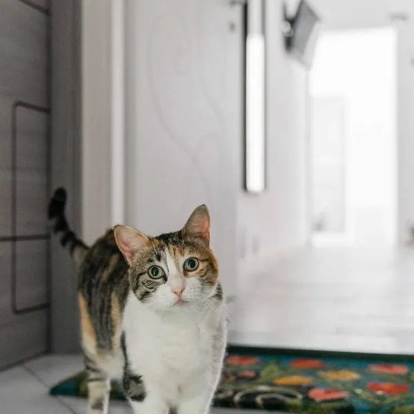 Il gatto Franco, hotel v Amalfi