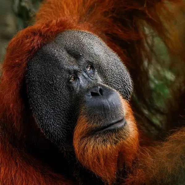 Sama Sama Homestay & Trekking Only Stay Here Book Trekking and Transport With Us, hotel v destinaci Bukit Lawang