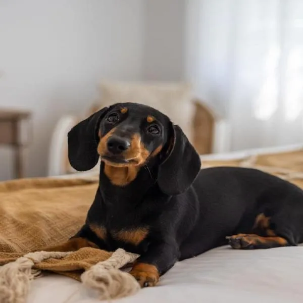 Crackers - Pet Friendly, Jetty Location, Walk to Restaurants, hotel in Coffs Harbour