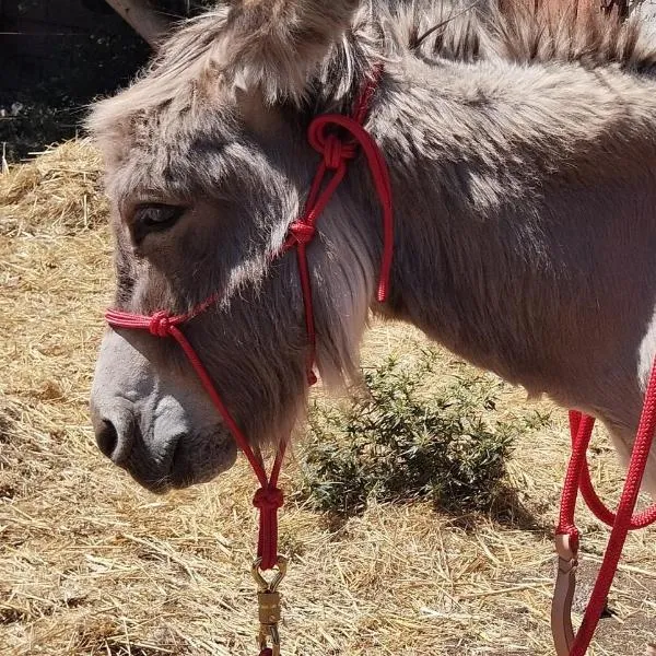 Sa Domo de Lillo e Arturo, hotel Bonarcadóban