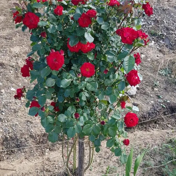 La Corte Delle Rose UB, hotel v destinaci Ub