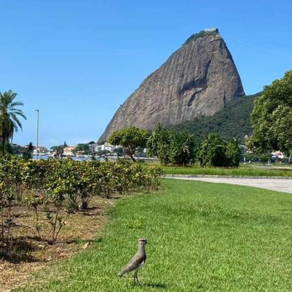 Apartamento no Flamengo by Sua Casa