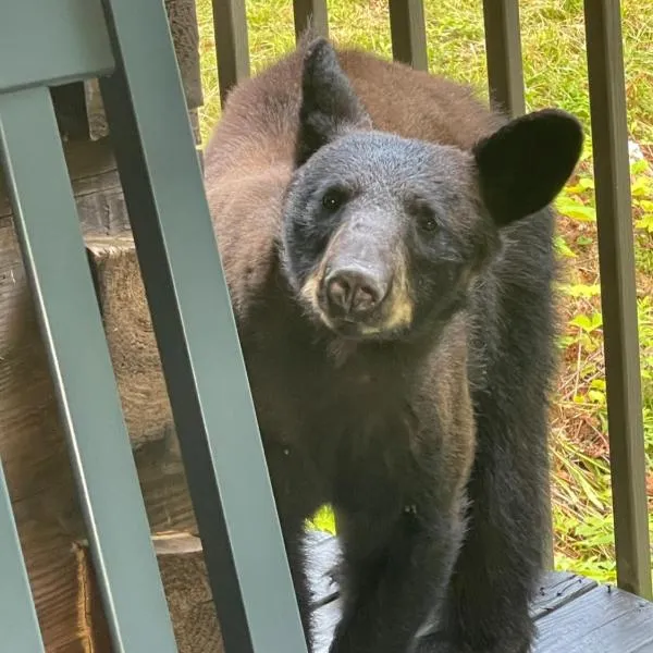 Bears Among Us, ξενοδοχείο σε Gatlinburg