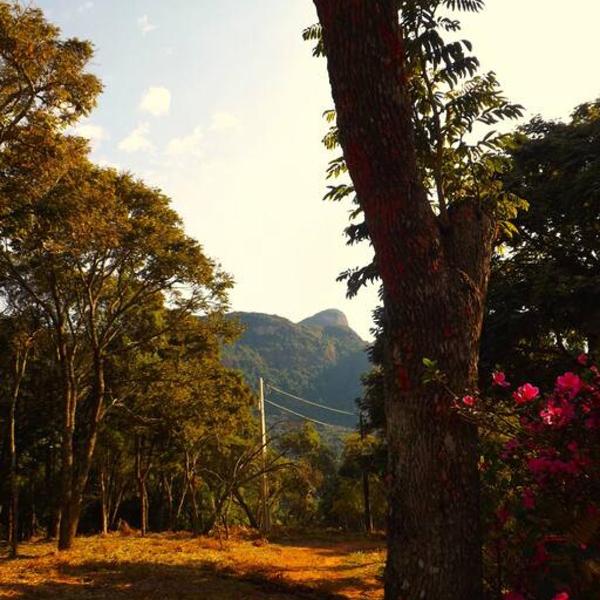 Canto das Árvores