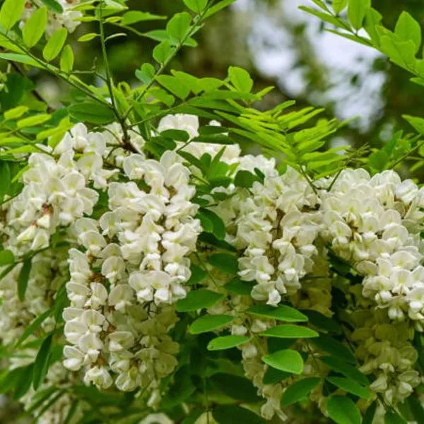 BARDI AL RIOLO Robinia Apt, hotel em Bardi