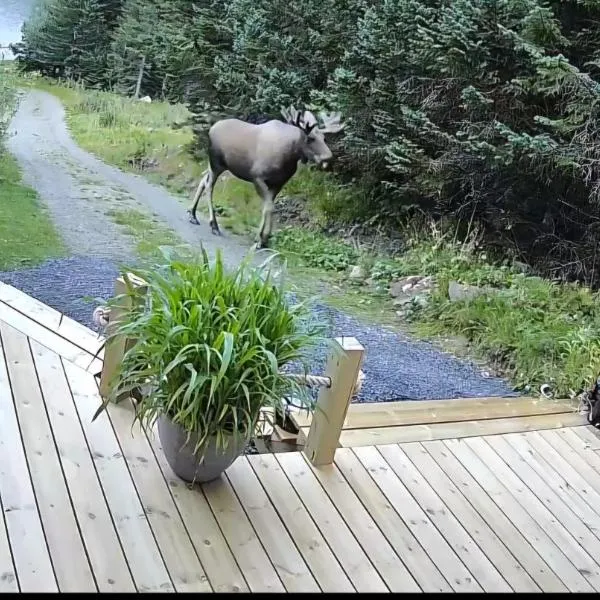 Hytte på Bleik i gangavstand til fjellet Måtind NB Må vaskes etter endt leie eller betale 1100 for rengjøringshjelp, hotel in Bleik