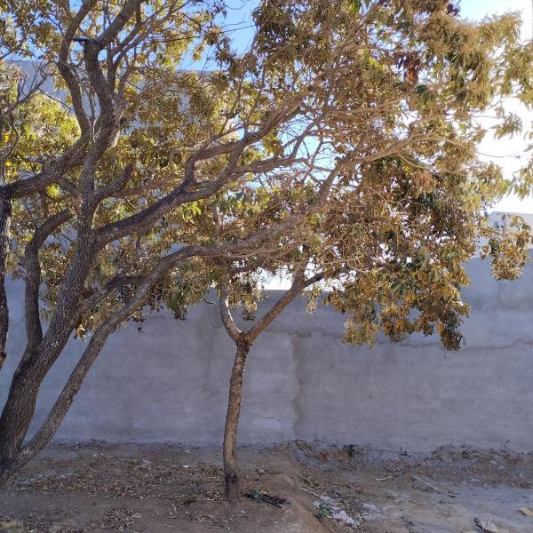 Revoaras - Foto 5