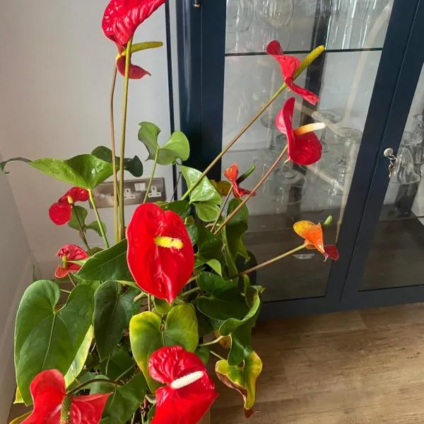 Harbour Sound Apartment, Ballycastle, Causeway Coast, Hotel in Ballycastle