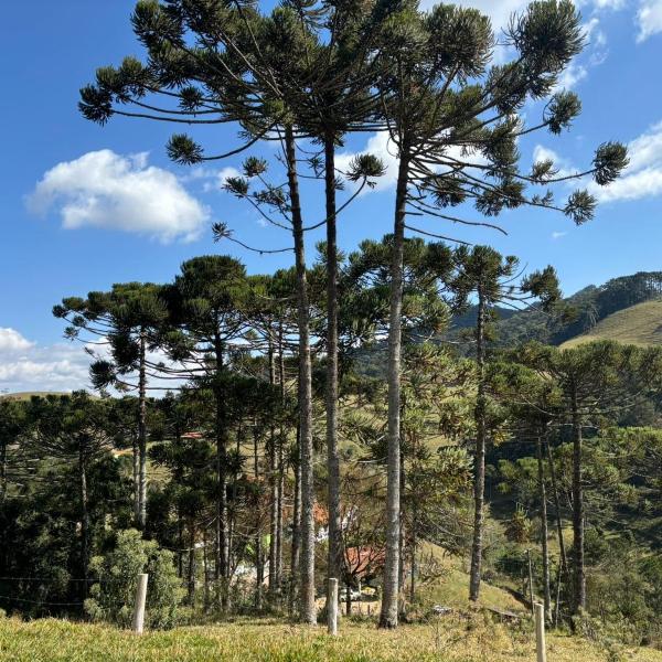 Chalé Refúgio Olíviah - Foto 4