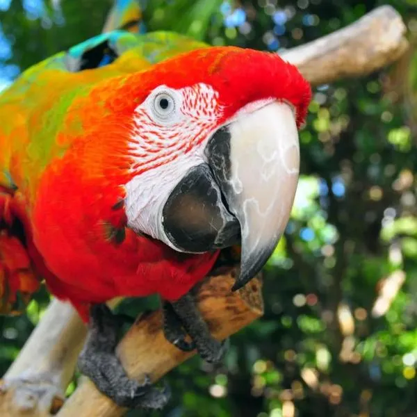The Parrot Place - The Parrots Nest, hotel v destinaci Kerikeri
