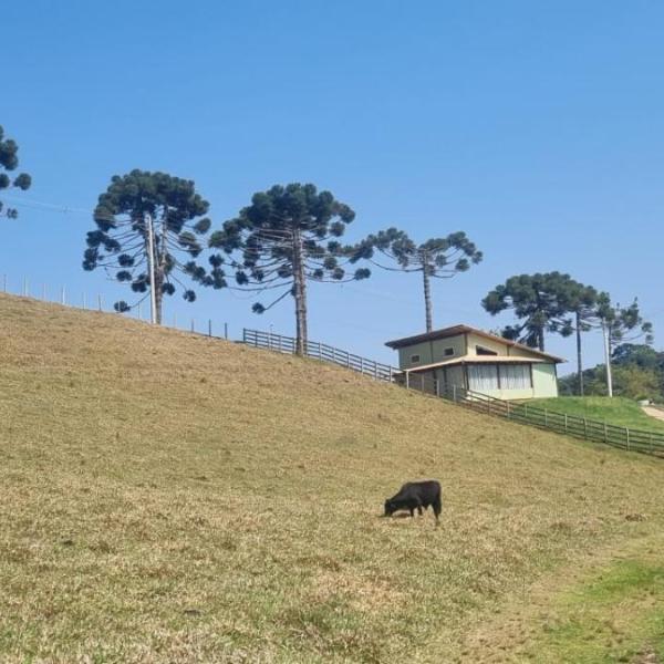 A Casa Verde de Cunha - Foto 4