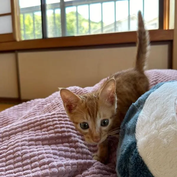 猫と泊まれる宿にゃんstay、呉市のホテル