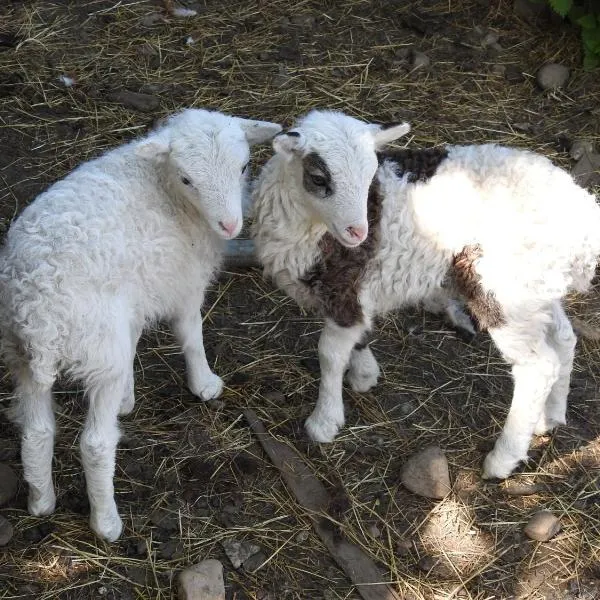 Tyncellar Farm holiday cottages, hotel en Margam