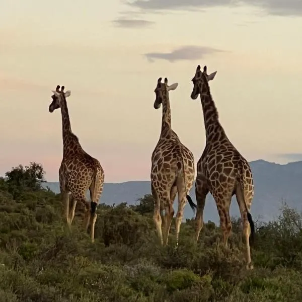 Aardvark Bioreserve, hotel in Ladismith
