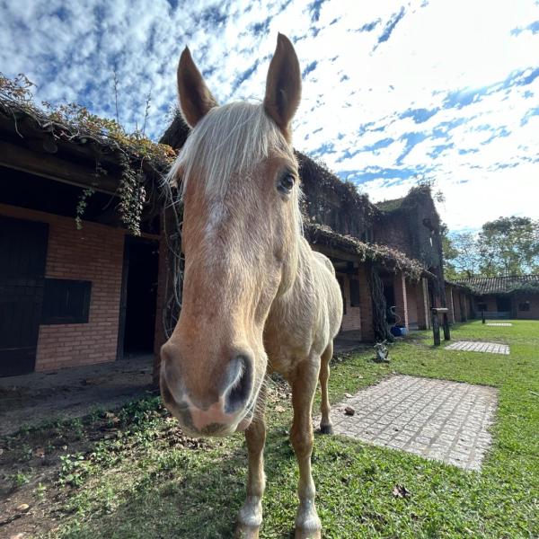 Apartamento no haras