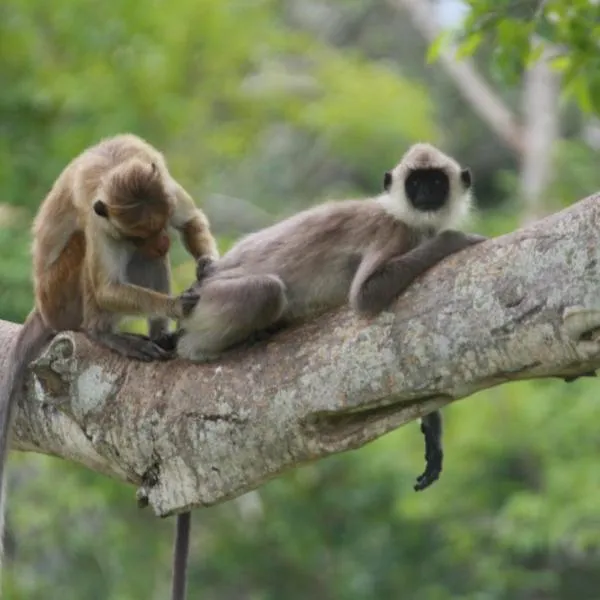 Jungle Edge Cottage, Hotel in Udawalawe
