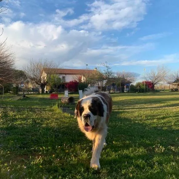 Agriturismo il Podere Vedelago con San Bernardo, Alpaca e una Pentola di cose da scoprire, hotel v destinaci Vedelago