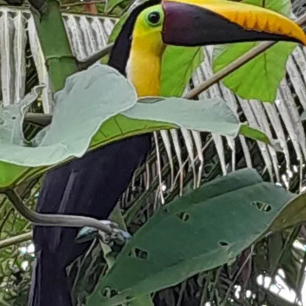 Los Paniquines Ecolodge, hotel in Drake