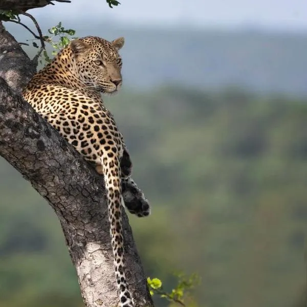 Yebo Safari Tents-Stay Inside Kruger、スククーザのホテル