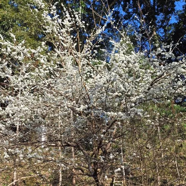 Nanzhuang Haoshanhaishui B&B、Hung-mao-kuanのホテル