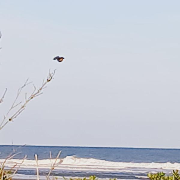 Casa em Ilha do Mel na Praia Grande Nova Brasília - Foto 5