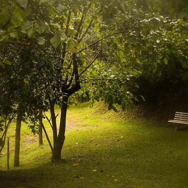 Alugo minha casa na floresta!