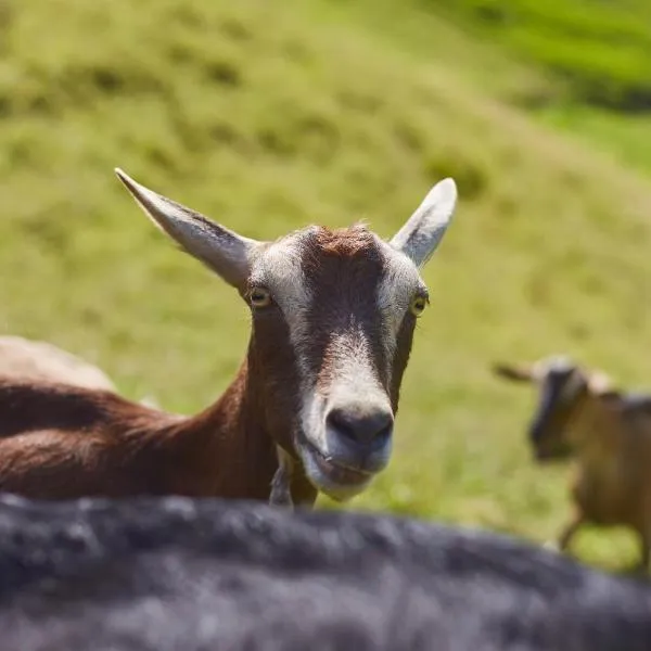 Tesorito House en las Montañas del Quindío，位于菲兰迪亚的酒店
