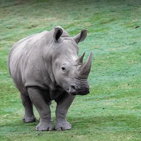 Jukskei Big5 - Rhino, hotel in Fourways