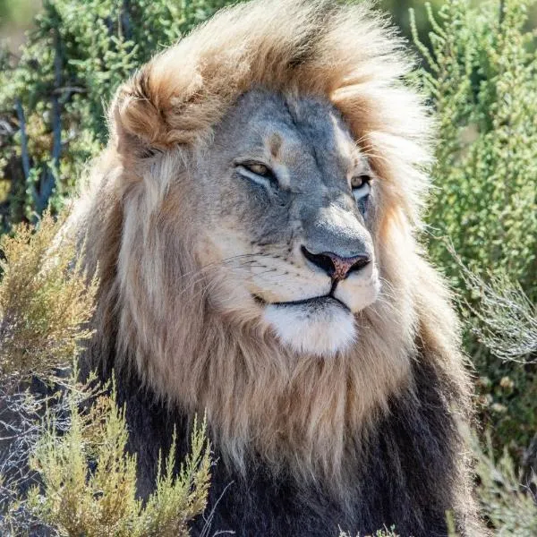 Mont Eco Game Reserve, ξενοδοχείο σε Montagu