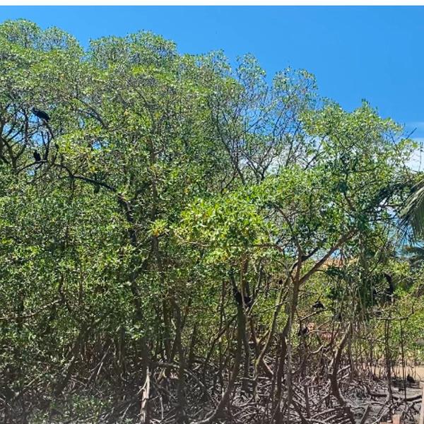Raizes da Terra - Ponta do Corumbau