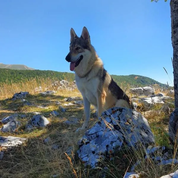 La tana del lupo Pet Free, hotel v destinaci Terminillo