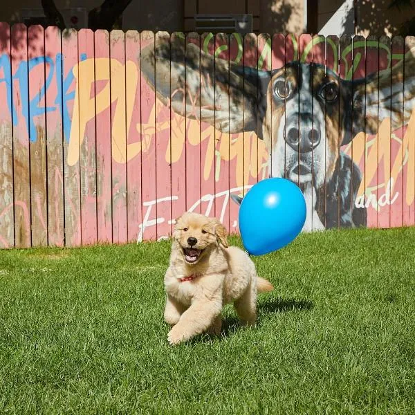 Sono Pet Clubs & Resorts VivaldiPark, hotel v destinaci Hongcheon