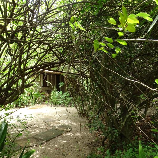 Jungle House
