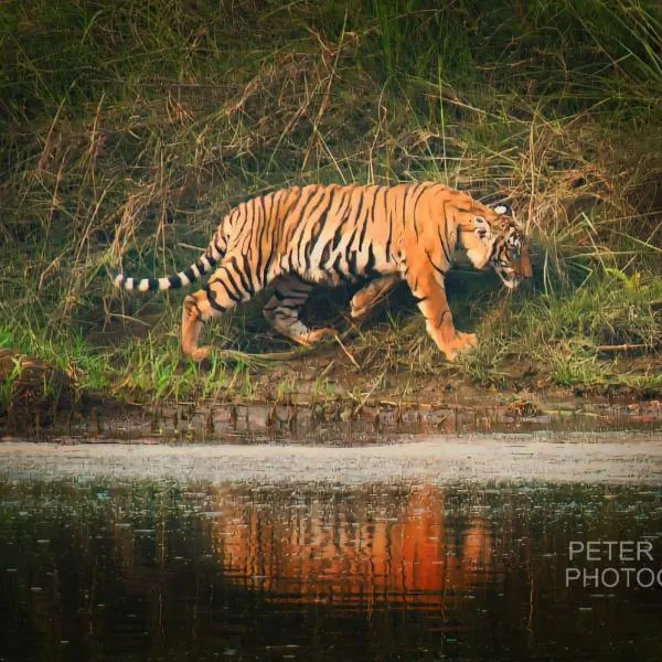 Tiger Corner Inn Homestay, hotel v destinaci Sauraha