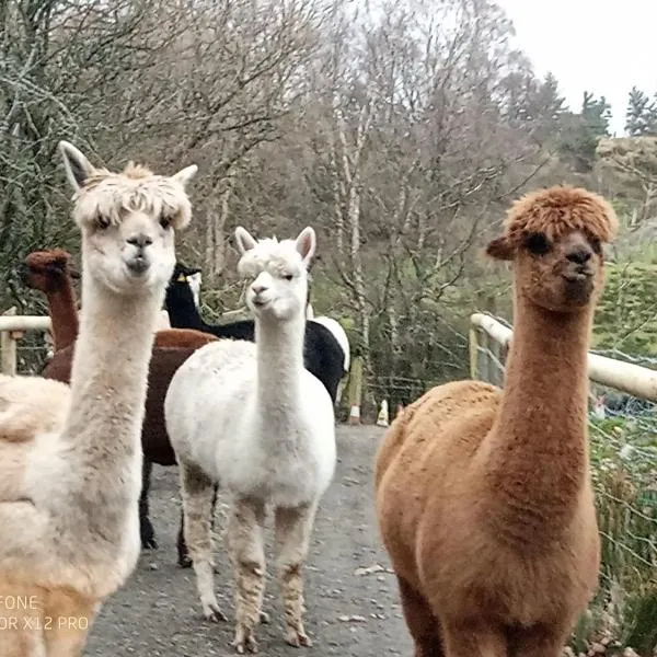 Shepherds hut on alpaca farm, hotel en Blaenau Ffestiniog