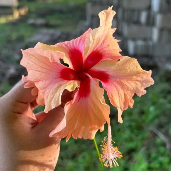 Silver Sand Hostel, hotel in Placencia Village