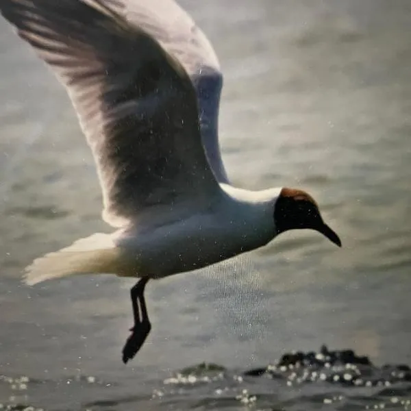 Seemöwe am Naturstrand, hotell i Hilgenriedersiel