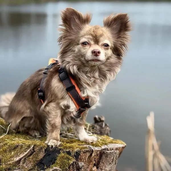 Hundeurlaub im Tiny House im Wald, Hotel in Tanna