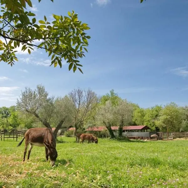 Green Ranch Stara Maslina, hotel in Kotor