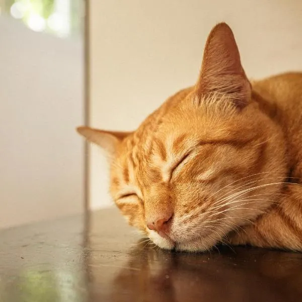 Siyada Villa, Hotel in Strand Lamai