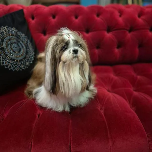 Hotel Lenart, hotel en Wieliczka