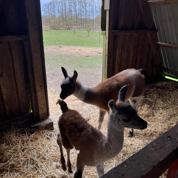 Billund Farm Holiday