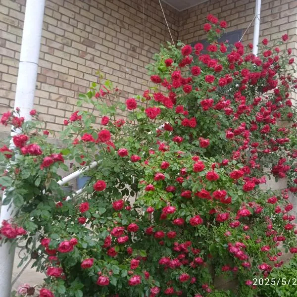 Guest house Kyzyl alma, hotel v destinaci Arkit