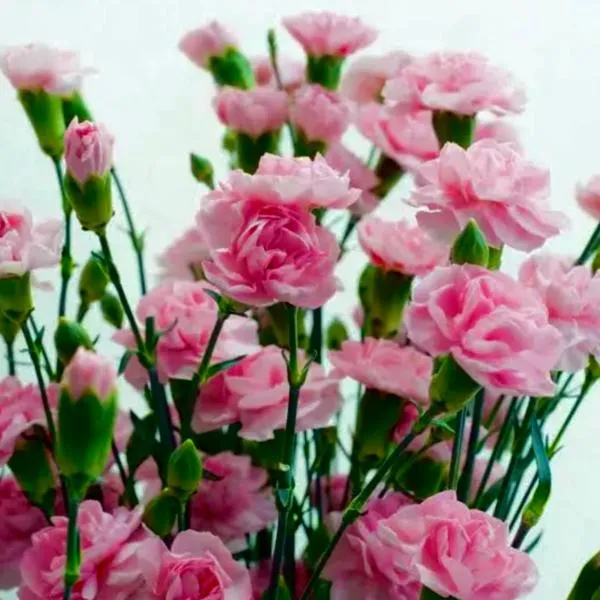 Goździkowy Apartament – hotel we Fromborku