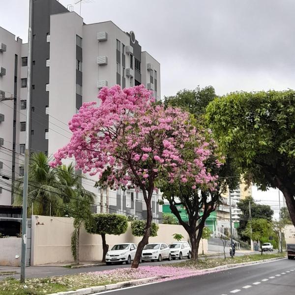 Quarto em Apto ao lado Shopping - Foto 5