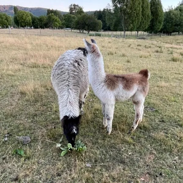 Cabaña con Granja Interactiva y Río en Ruta 5 Sur, hotel v destinaci Loncoche