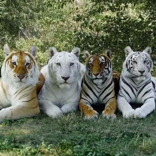 Casa temporada Toca do Tigre - Foto 3
